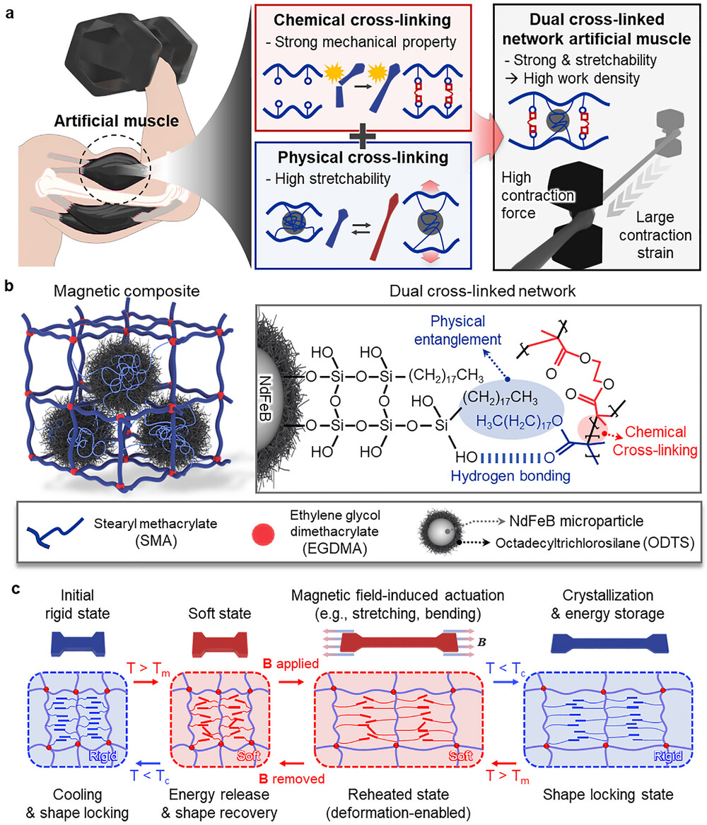 Réseaux et fonctionnement du polymère