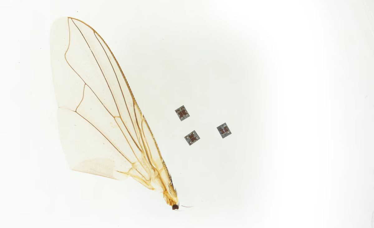 3 microrobots à côté d'une aile d'insecte